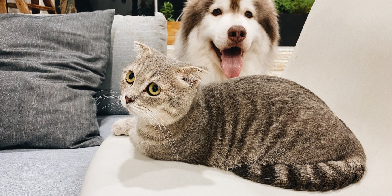 Kediniz veya Bir Köpeğiniz Varsa Şanslısınız! Bilim İnsanlarının Evcil Hayvan araştırması şaşırttı..