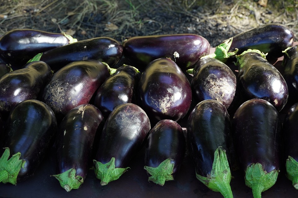 eggplants-6560711-960-720.jpg